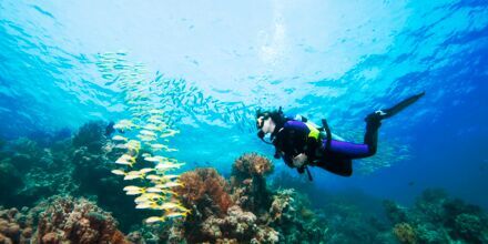 Vi tilbyder flere forskellige dykkeudflugter, hvor du 
bl.a. kan tage et dykkercertifikat.
