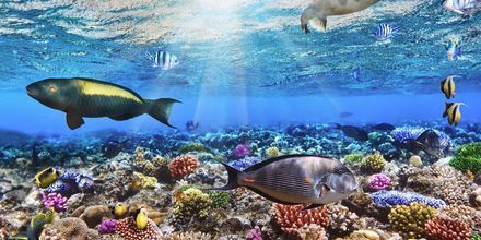 I Det Røde Hav gemmer der sig en farverig undervandsverden.