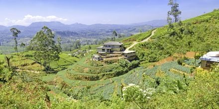 Teplantage på Sri Lanka, Asien.