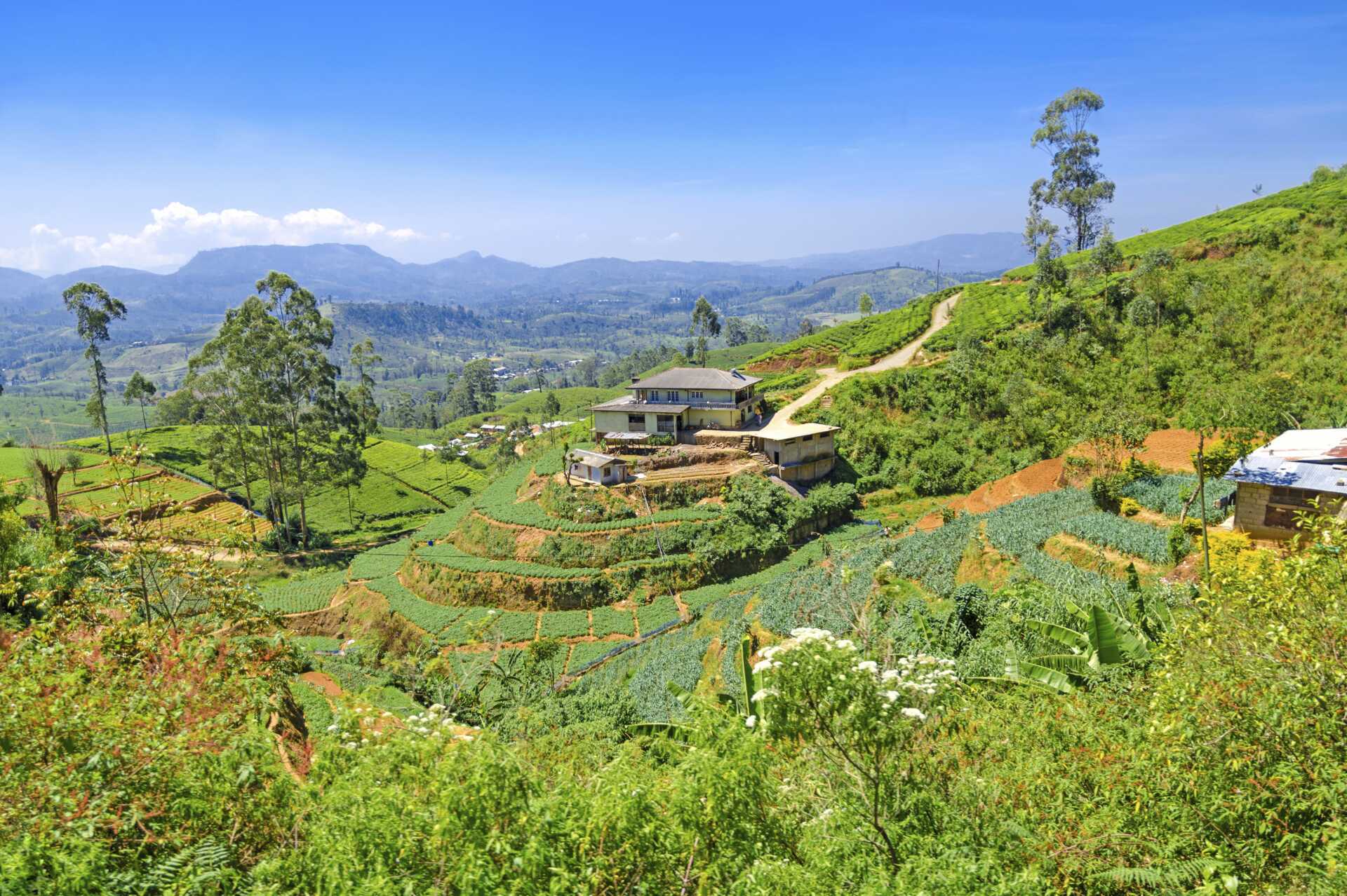 Teplantage på Sri Lanka, Asien.