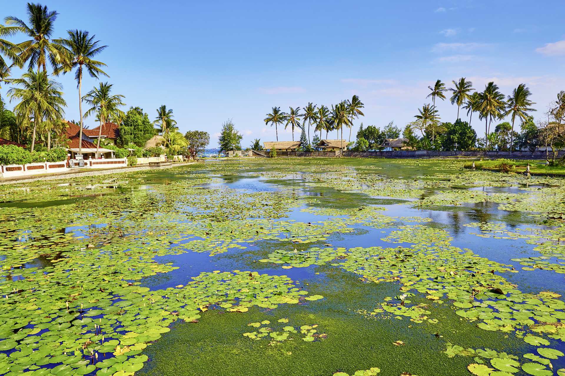 Lotuslagunen i Candi Dasi, Bali