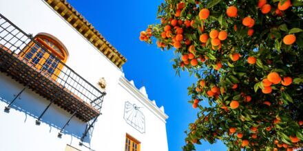 Appelsiner på Appelsintorvet i Marbella.