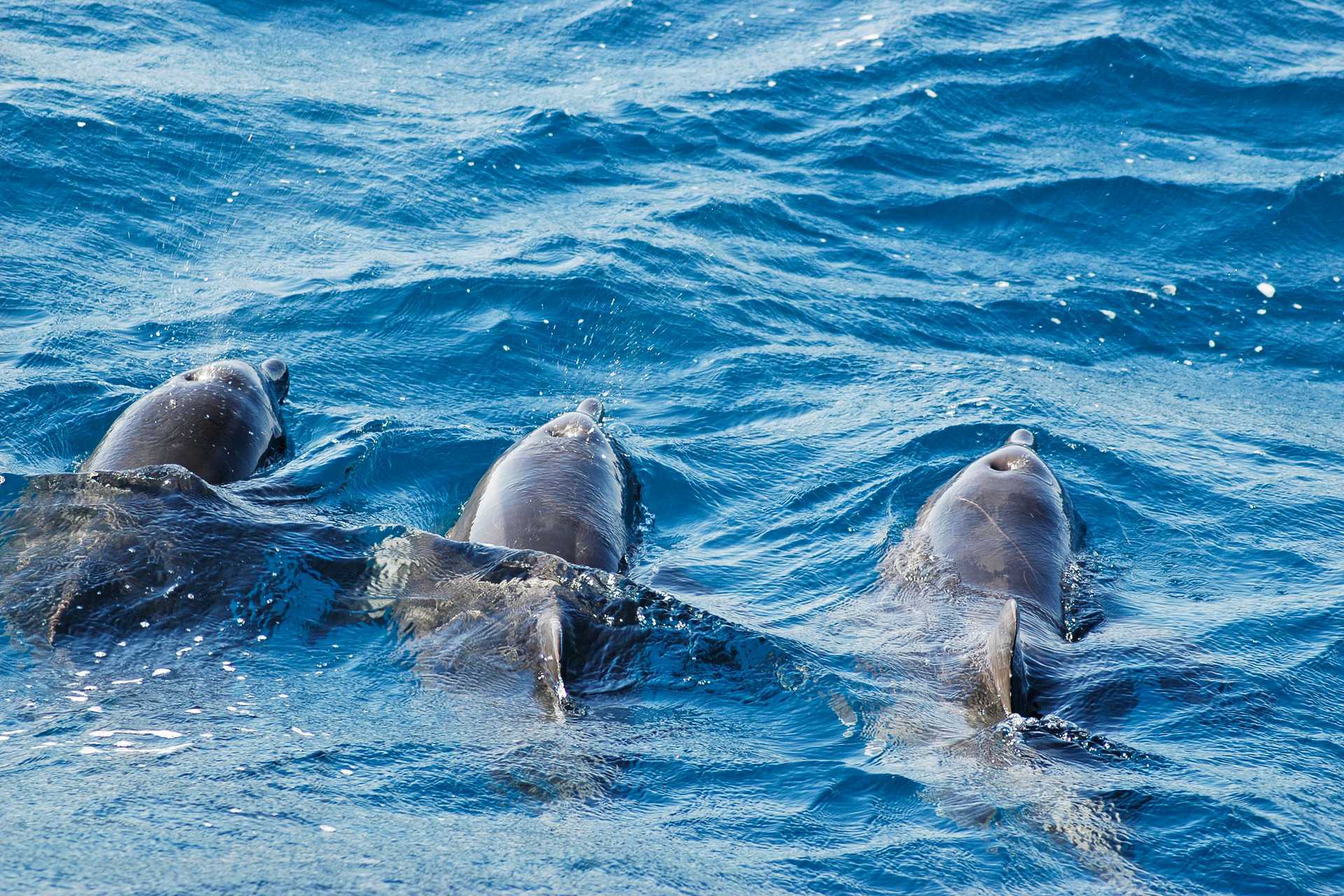 Delfinspotting og snorkling