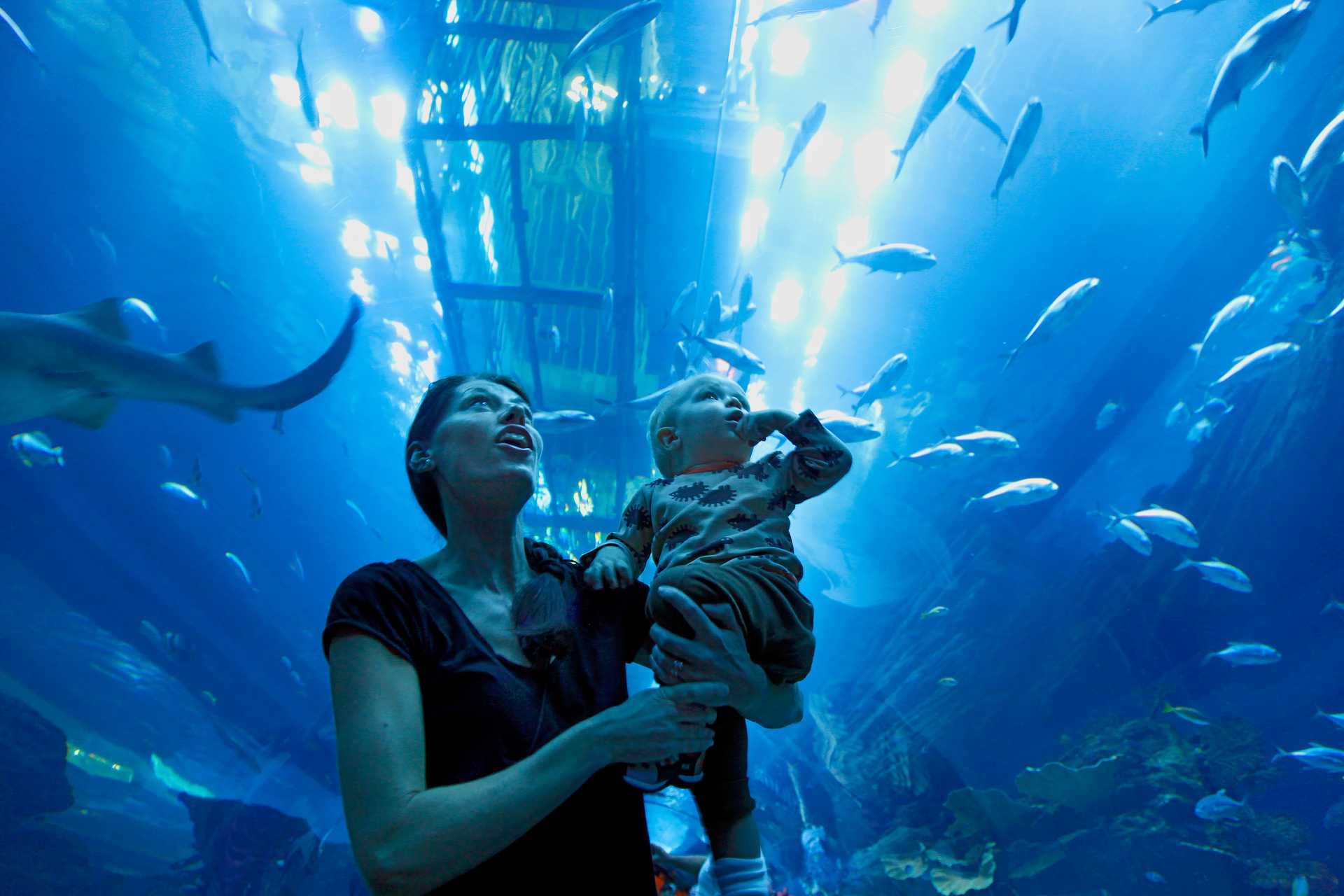 Akvarium i shoppingcentret Dubai Mall i De Forenede Arabiske Emirater.