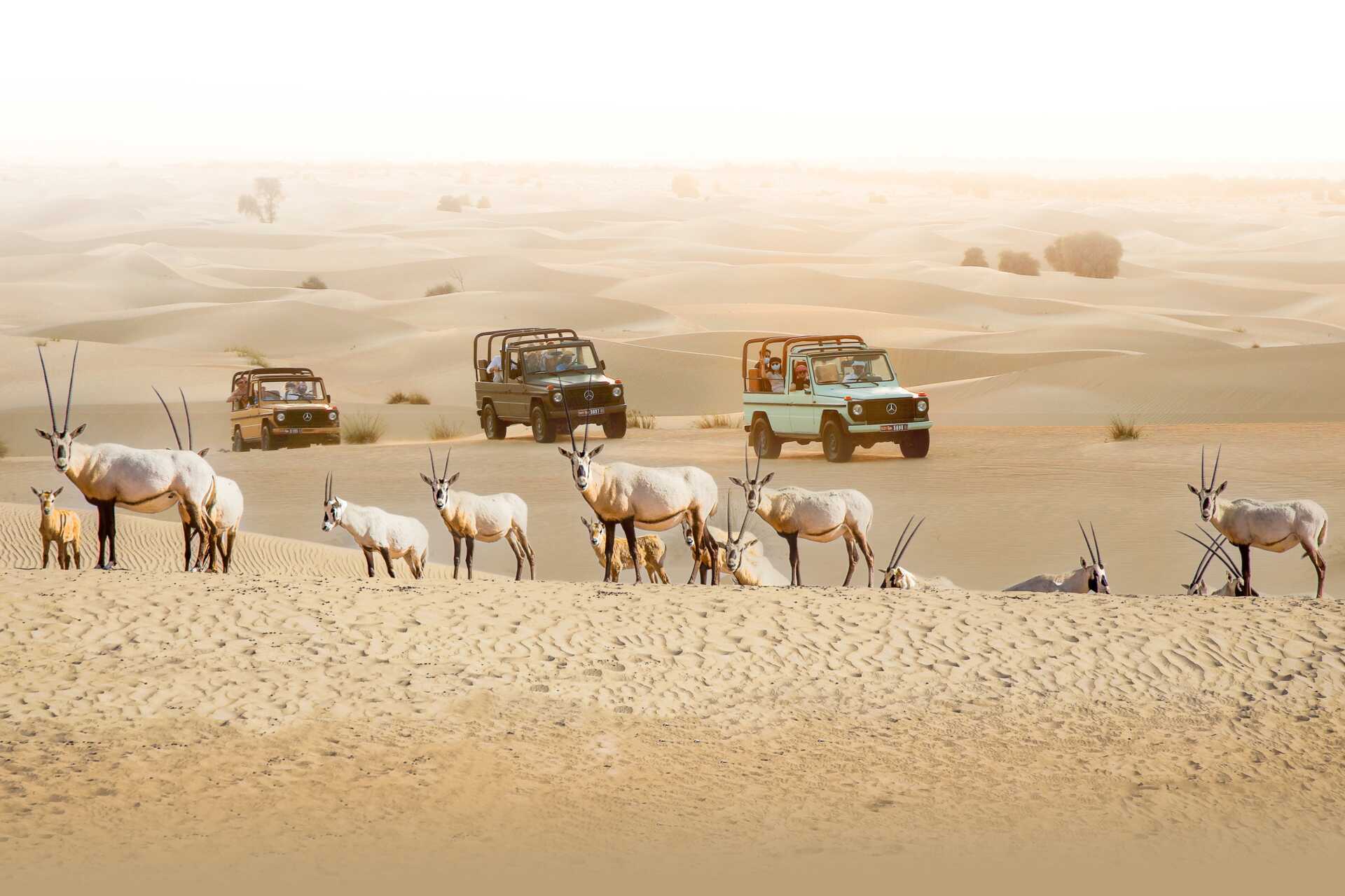 Elegant ørkensafari i G-klasse med middag