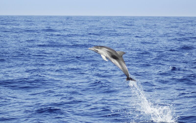 Delfinsafari