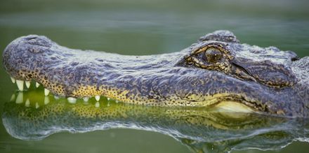 Se alligatorer i Everglades