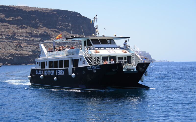 Hval- og delfinsafari (10.-22. januar 2026)