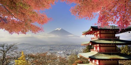 Japans højeste bjerg, Fuji, og et smukt tempel.