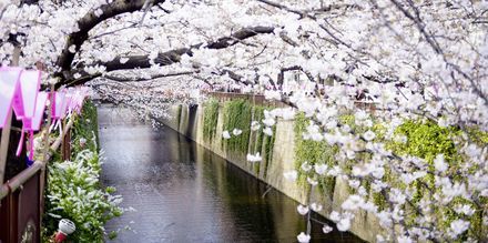 Kirsebærblomstringen - Sakura - er en populær tid på året at rejse til Japan.