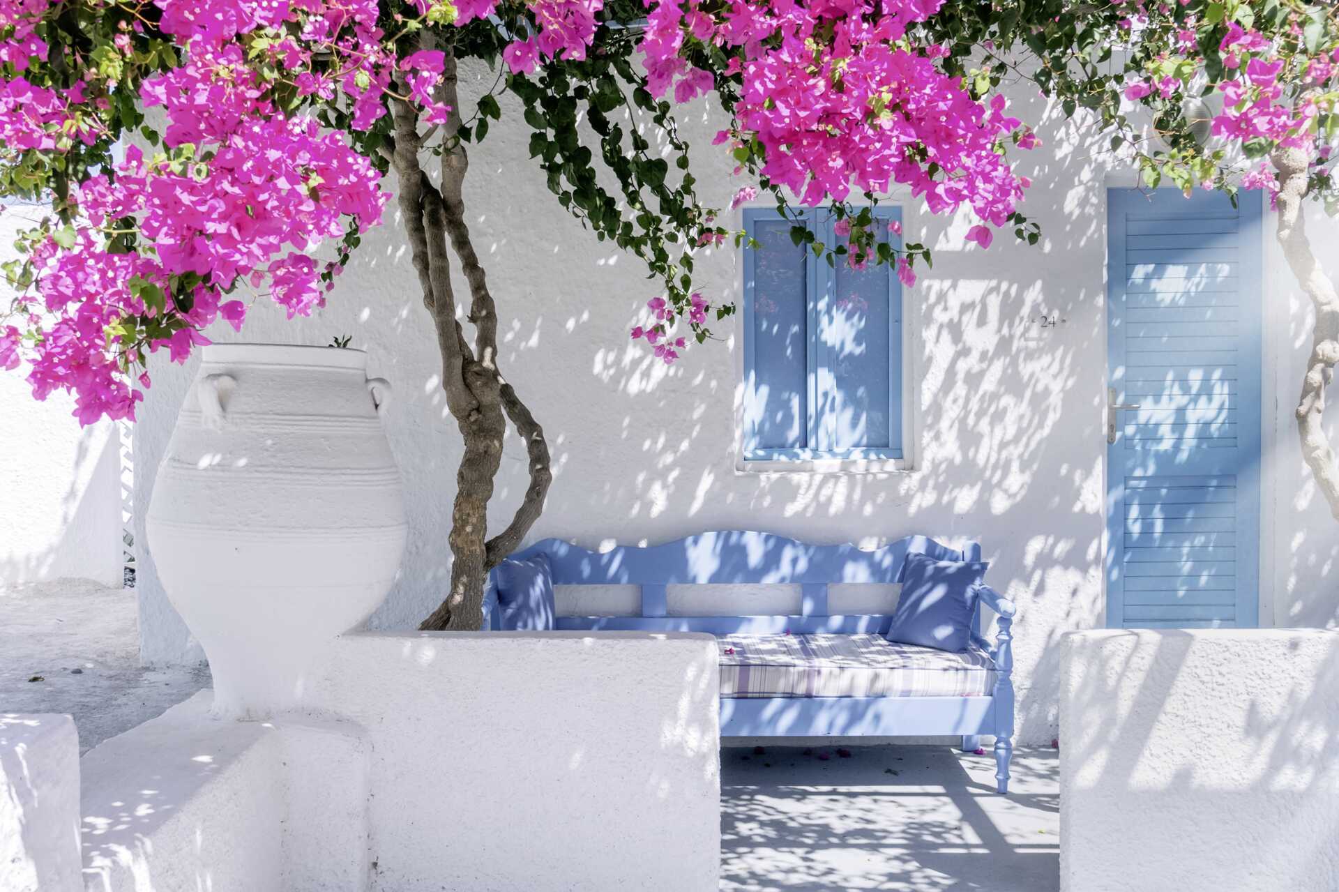 Bougainvillea på Santorini, Grækenland.
