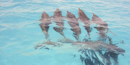 Delfiner udenfor øen Sal, Kap Verde.
