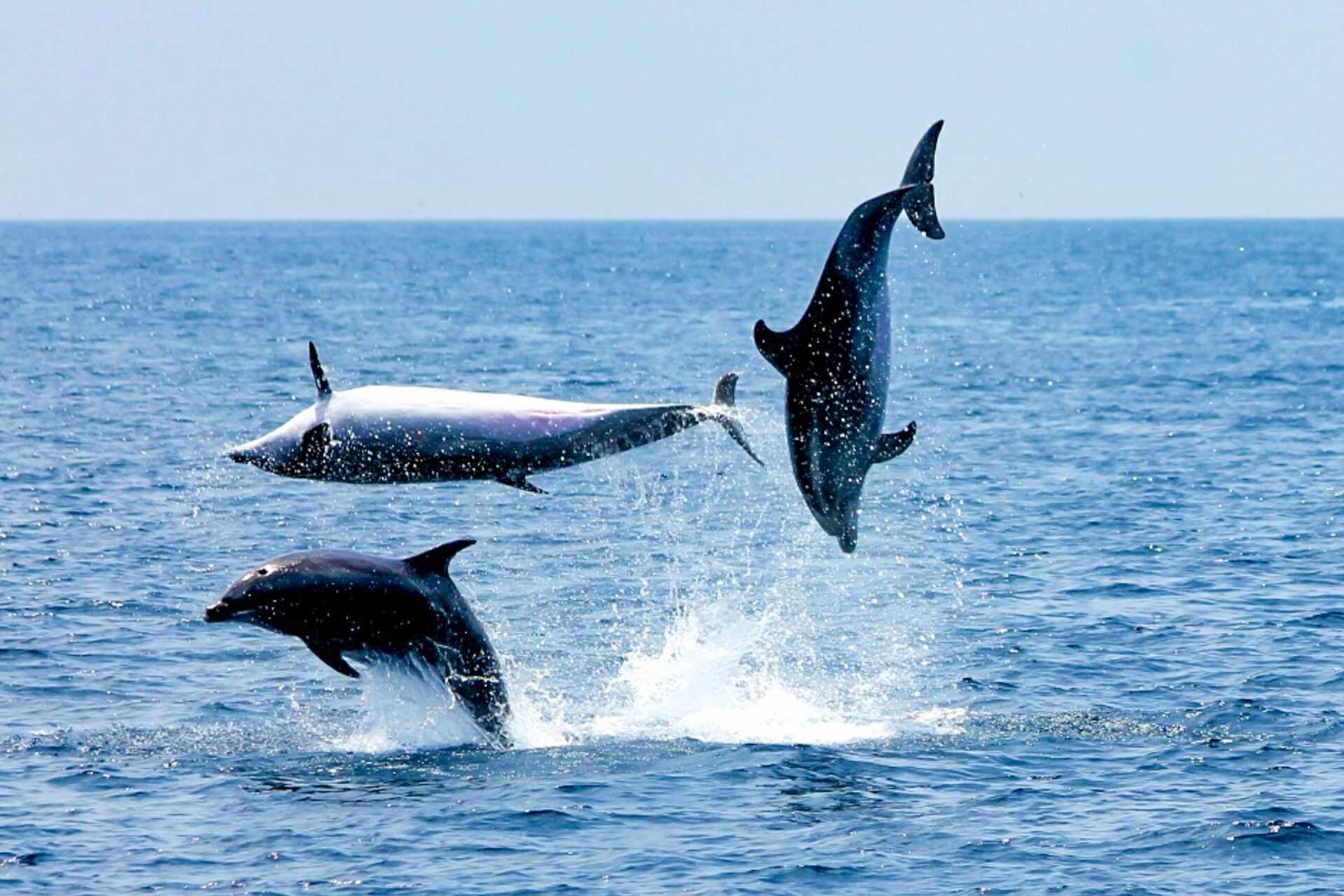 Katamarantur til de mægtige klipper i Los Gigantes