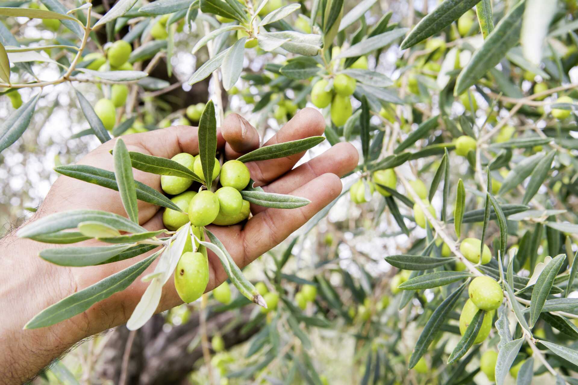 Sitia på Kreta, Grækenland