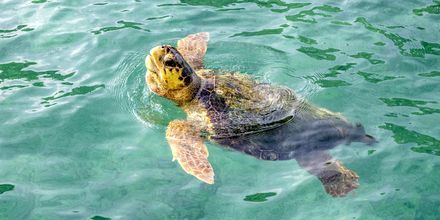 I Argostolis havn er der havskildpadder