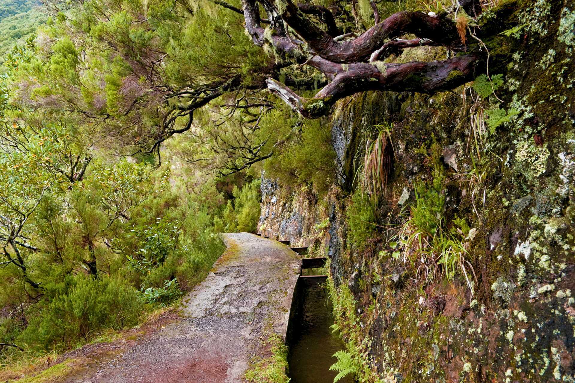 Levada på Madeira, Portugal.