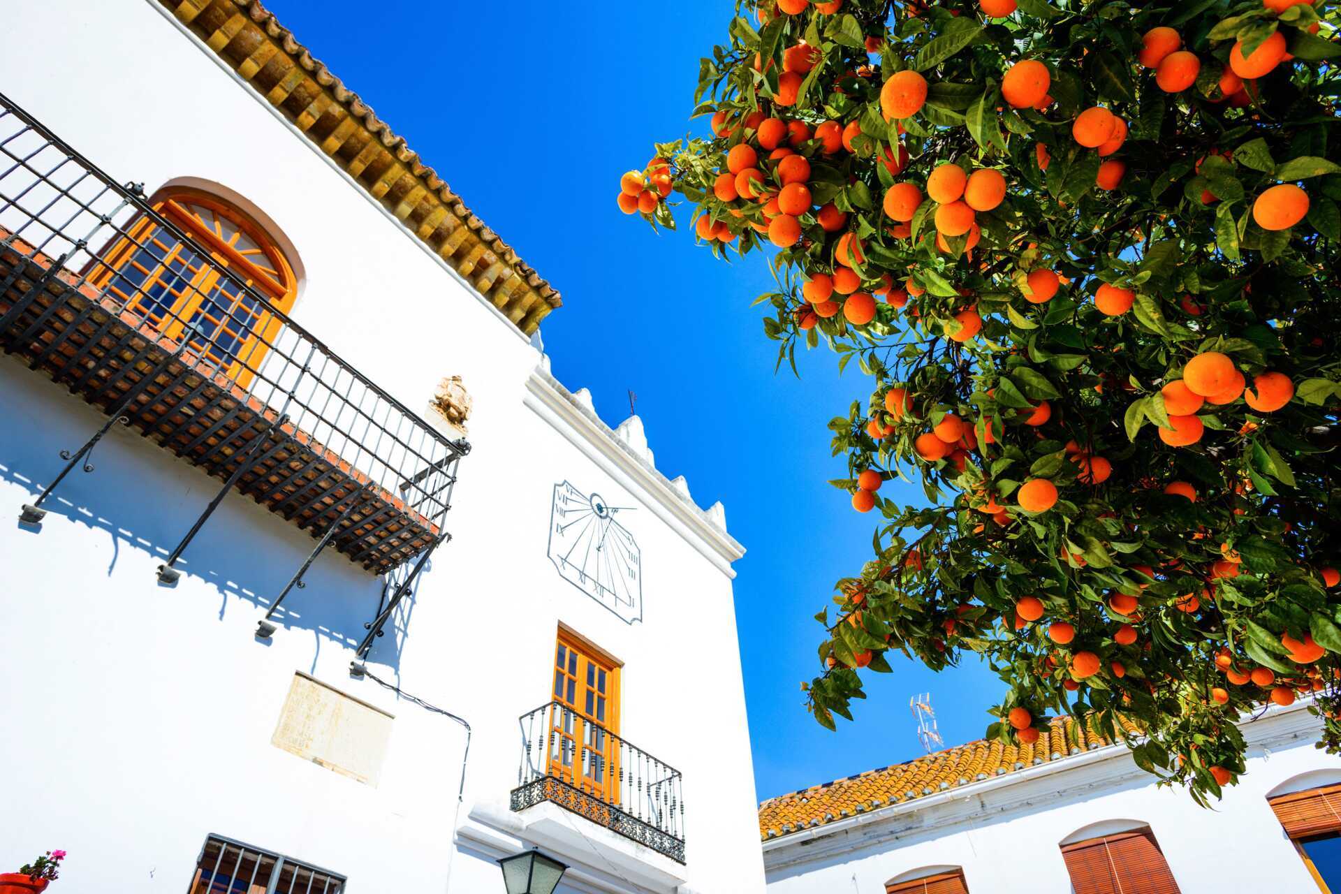 Appelsiner på Appelsintorvet i Marbella.