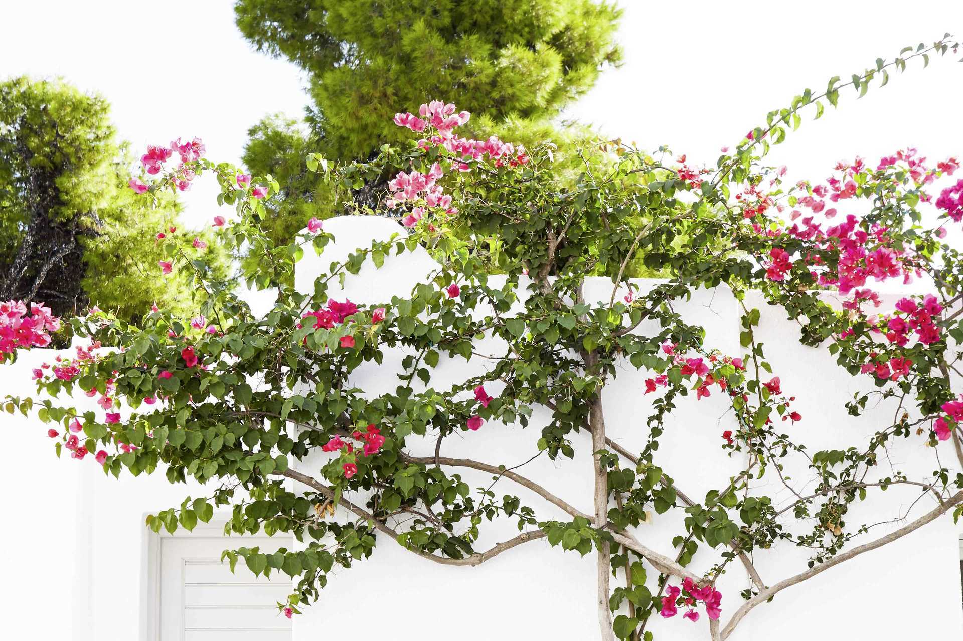 Marpunta Beach Village på Alonissos, Grækenland
