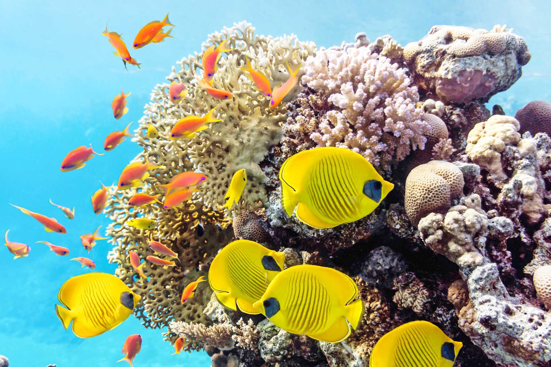 I Soma Bay er vandet perfekt til snorkling og dykning.