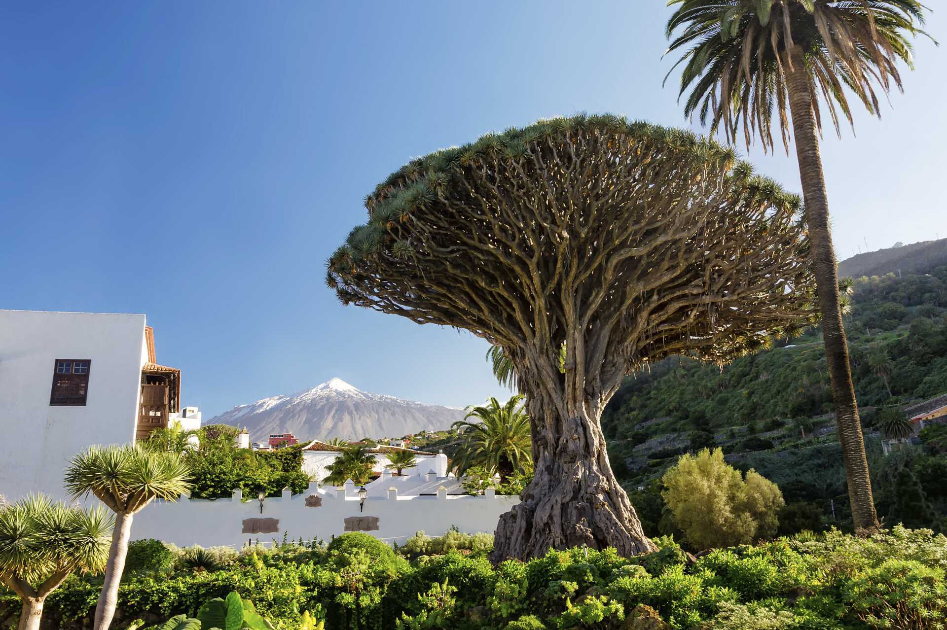 Ørundtur – det bedste af Tenerife