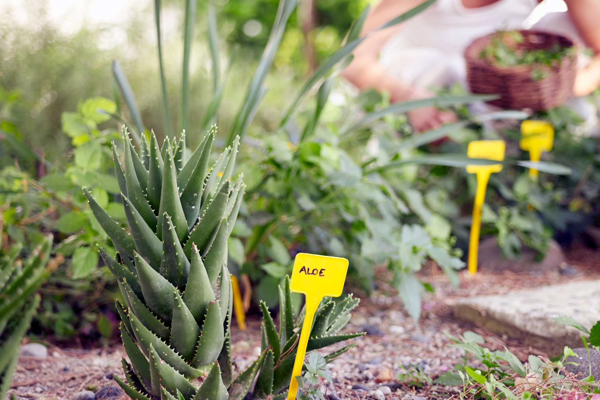 Have på Santorini Kastelli Resort i Santorini, Grækenland.