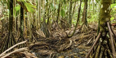 Følelsen af at være i junglen får du i naturreservatet Vallée de Mai, her vokser dobbeltkokosnødden.