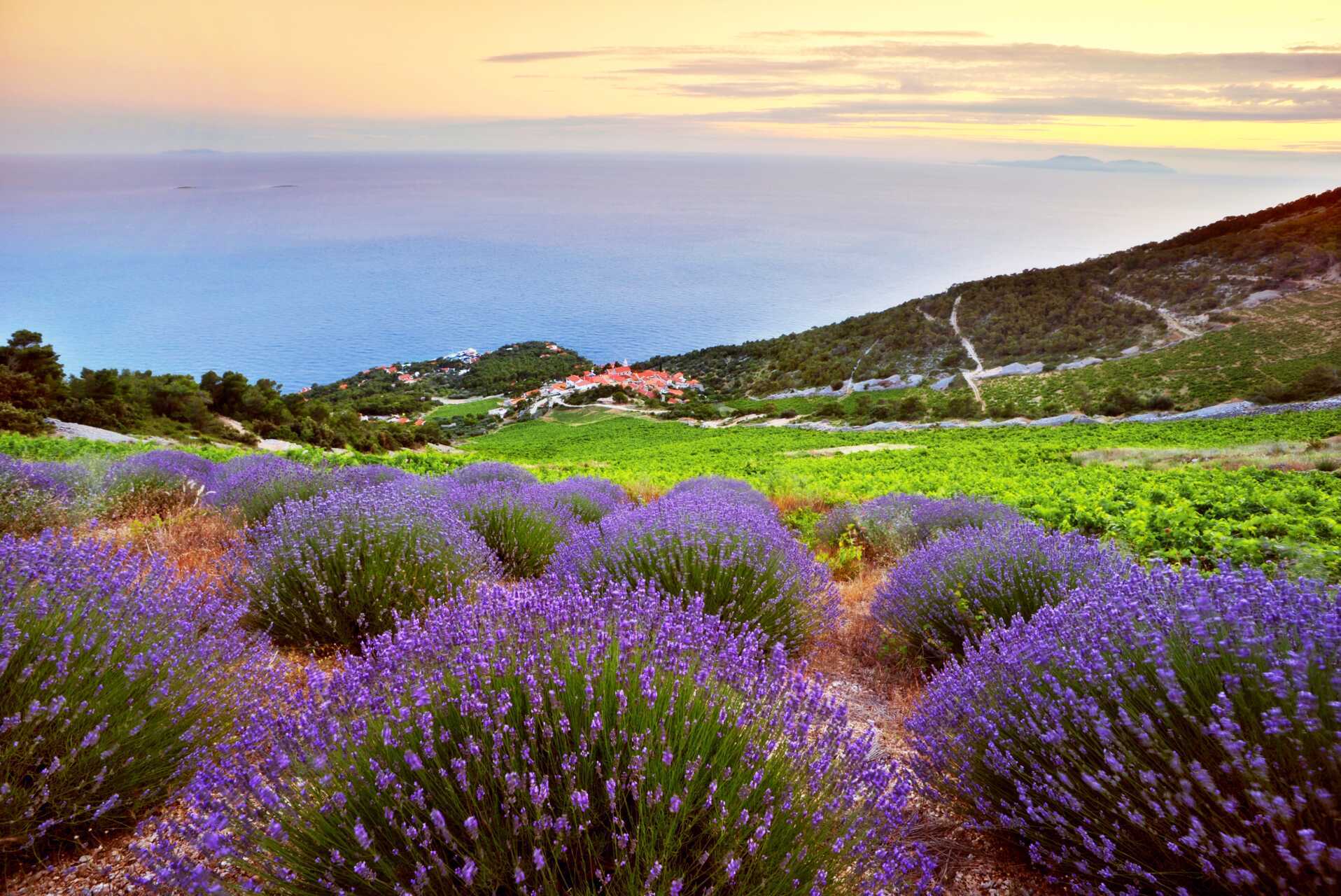 Hvar er kendt som lavendeløen.
