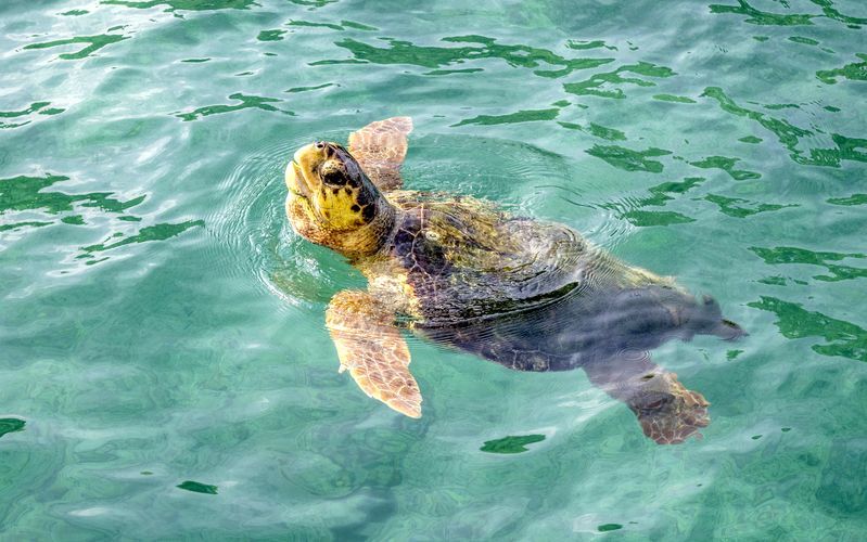 Skildpaddeøen – bådudflugt