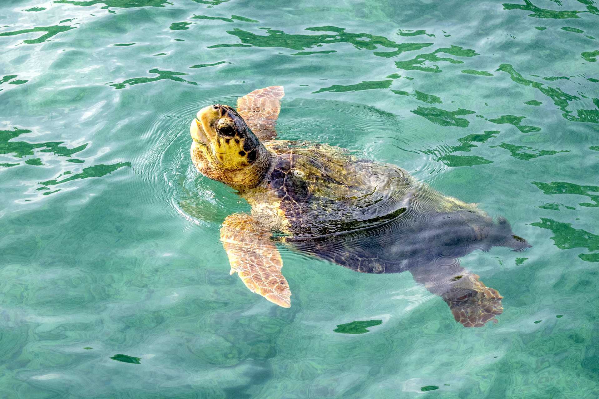 Skildpaddeøen – bådudflugt