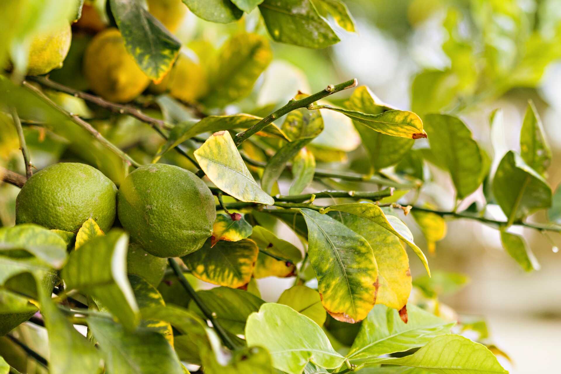 Haven på hotel Sunsuites Carolina på Gran Canaria, De Kanariske Øer.