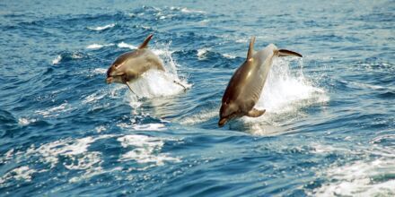 Delfiner i Atlanterhavet nær Tenerife, De Kanariske Øer.