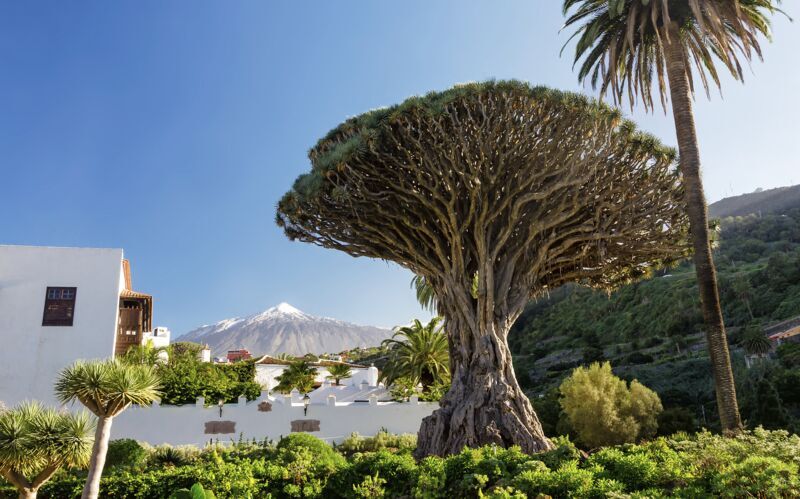 Ørundtur – det bedste af Tenerife