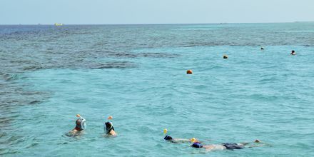 Snorkeltur i Det Røde Hav.