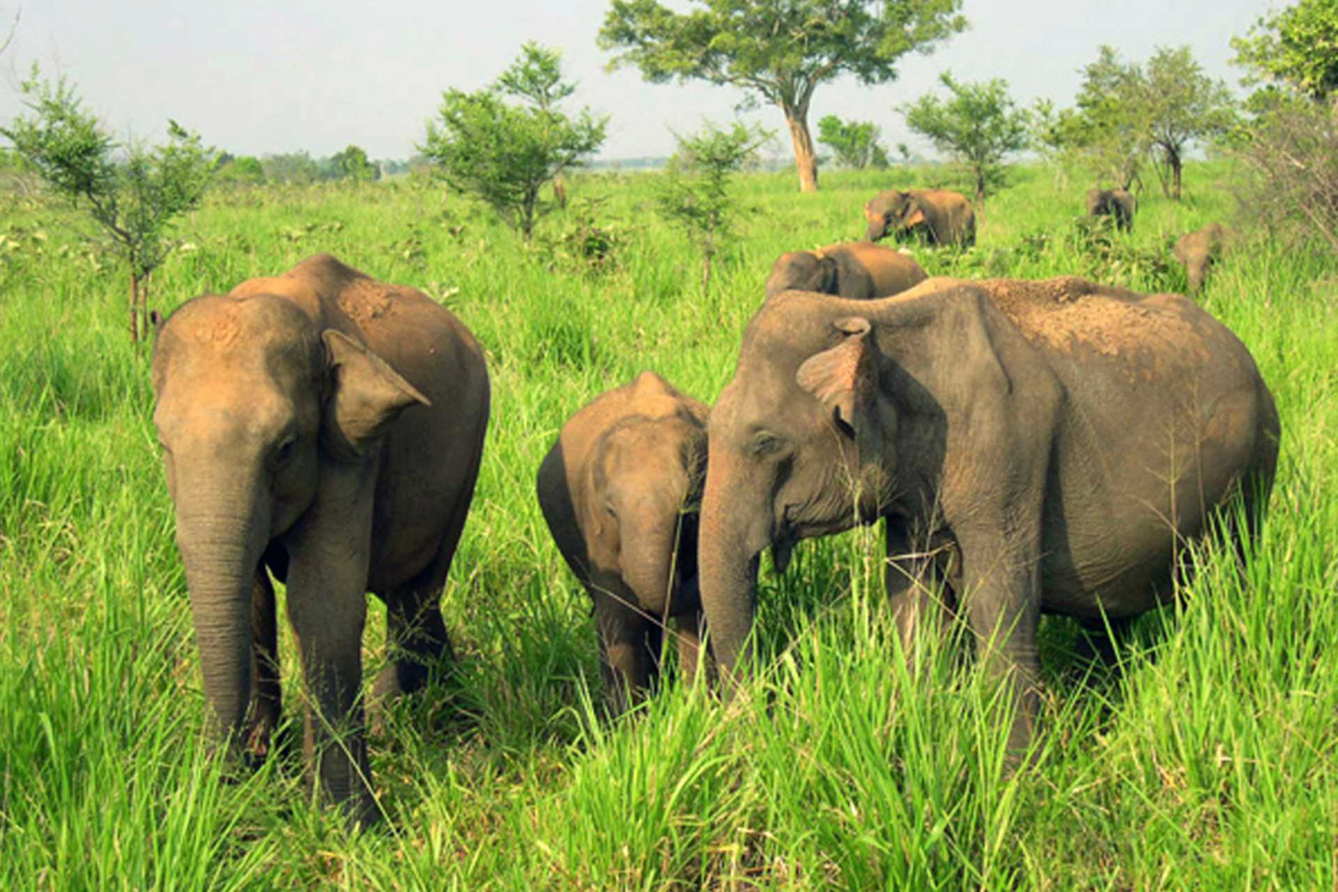 Udawalawe Nationalpark