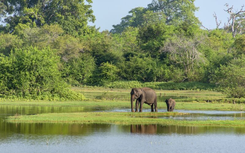 Udflugt til leopardens territorium - Yala National Park