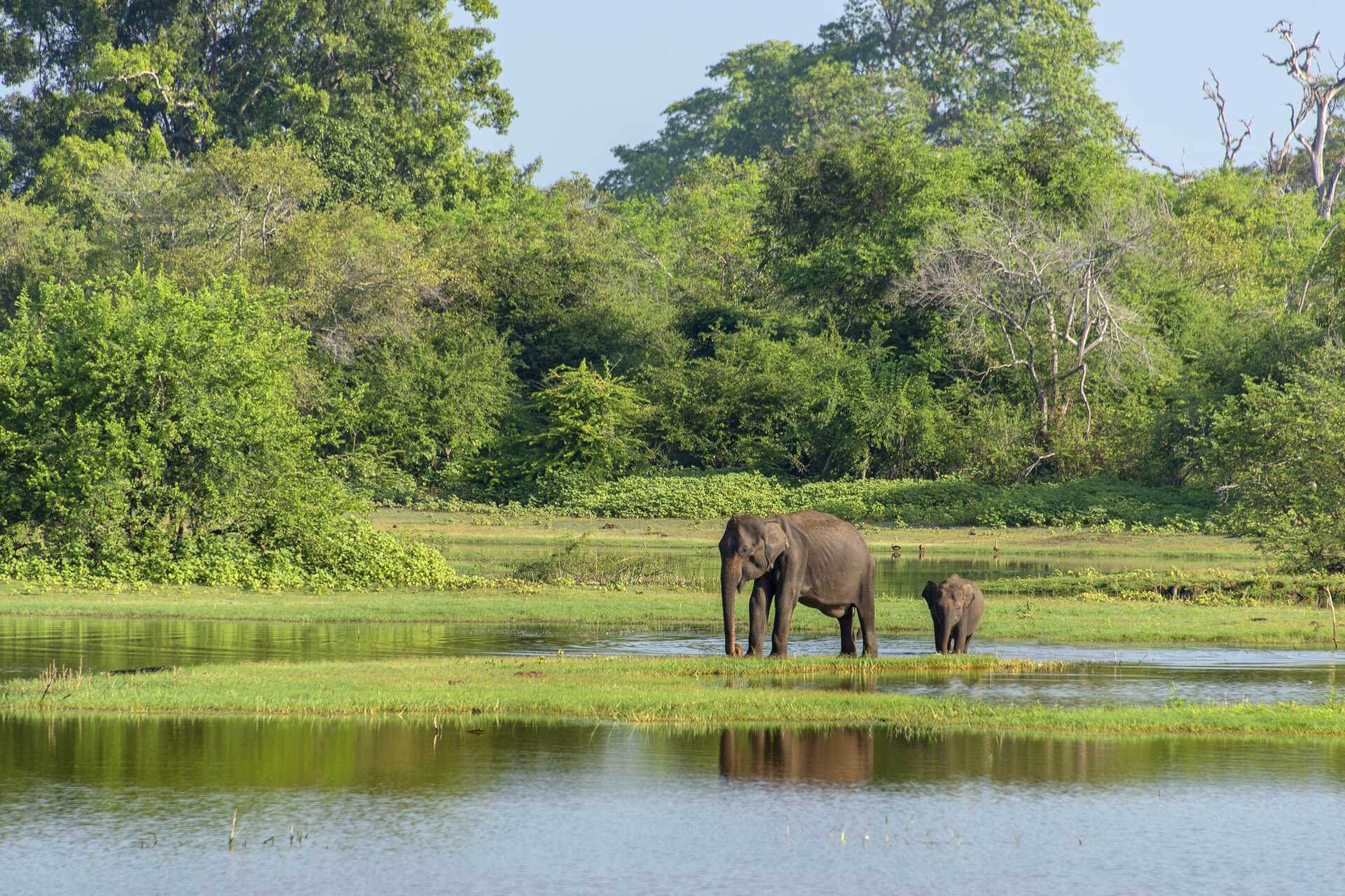 Udflugt til leopardens territorium - Yala National Park