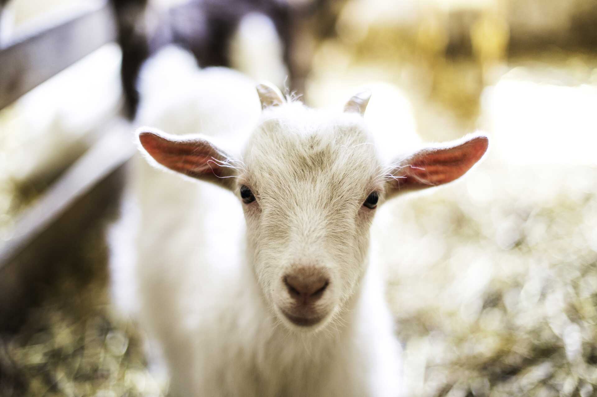 Vandring med geder - 8 km