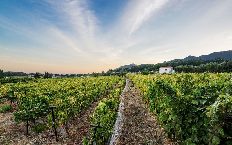 Vinsmagning Vakakis